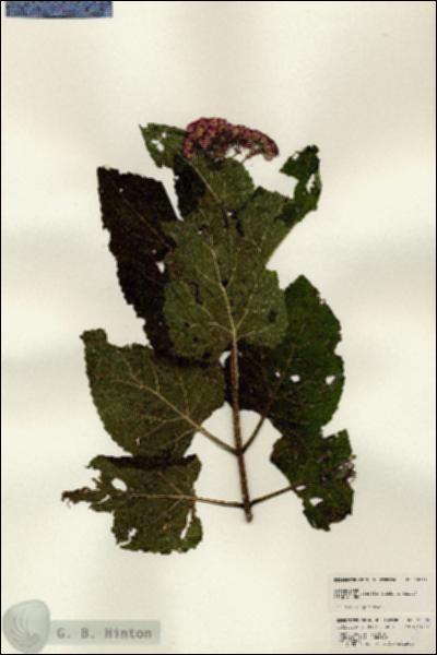 URN_catalog_HBHinton_herbarium_25090.jpg.jpg