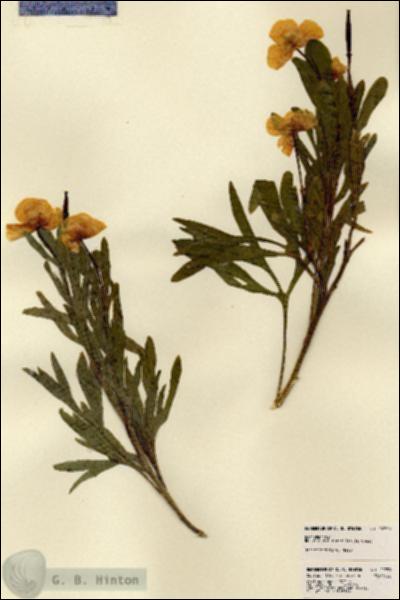 URN_catalog_HBHinton_herbarium_22759.jpg.jpg