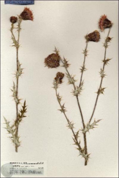 URN_catalog_HBHinton_herbarium_20448.jpg.jpg
