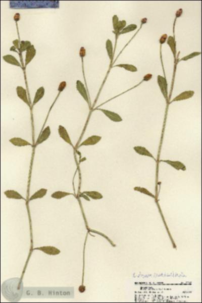 URN_catalog_HBHinton_herbarium_22062.jpg.jpg