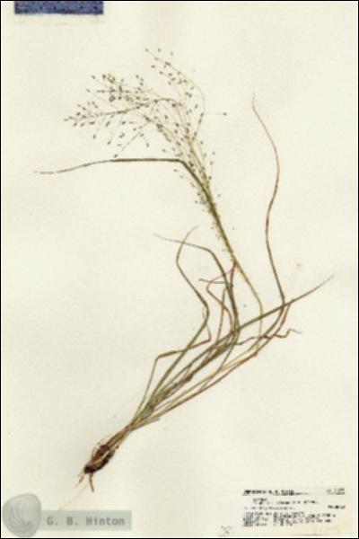 URN_catalog_HBHinton_herbarium_21275.jpg.jpg
