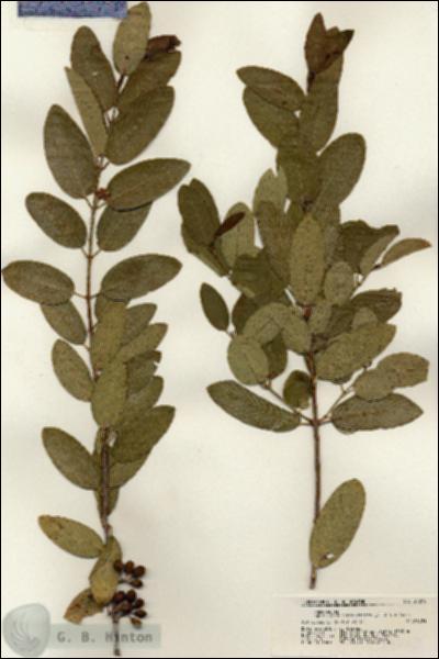 URN_catalog_HBHinton_herbarium_21210.jpg.jpg