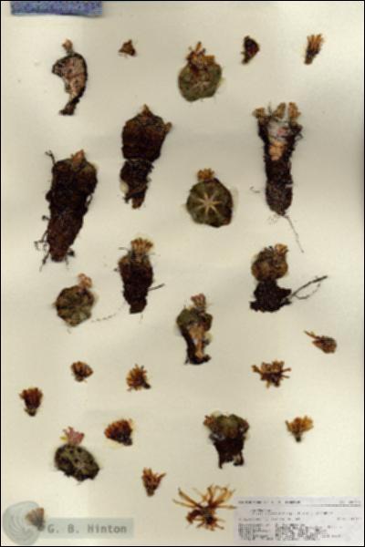 URN_catalog_HBHinton_herbarium_18938.jpg.jpg