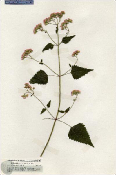 URN_catalog_HBHinton_herbarium_20047.jpg.jpg