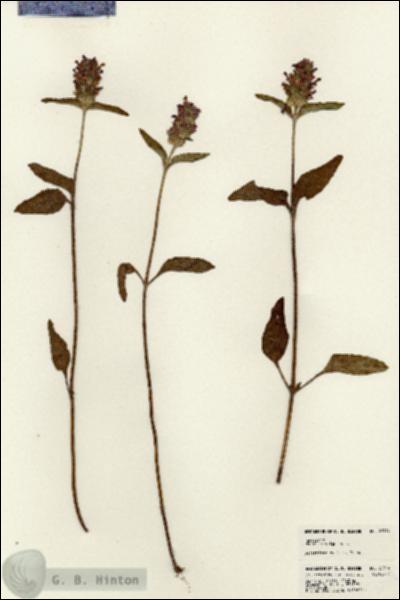 URN_catalog_HBHinton_herbarium_22914.jpg.jpg
