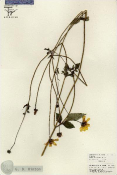 URN_catalog_HBHinton_herbarium_26269.jpg.jpg