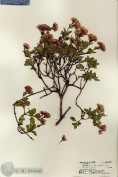 URN_catalog_HBHinton_herbarium_21713.jpg.jpg