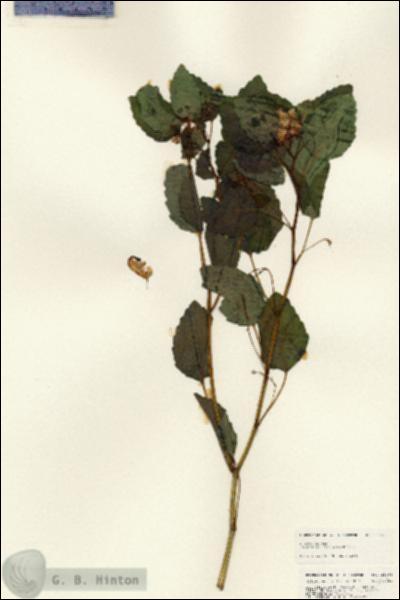 URN_catalog_HBHinton_herbarium_25468.jpg.jpg