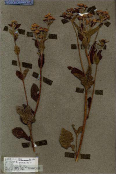 URN_catalog_HBHinton_herbarium_17248.jpg.jpg
