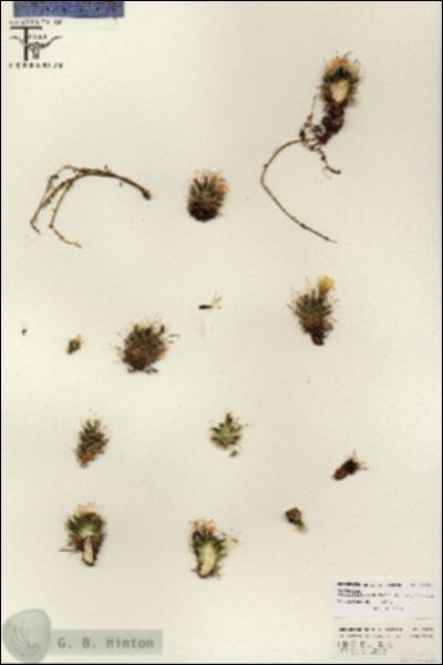 URN_catalog_HBHinton_herbarium_25791.jpg.jpg