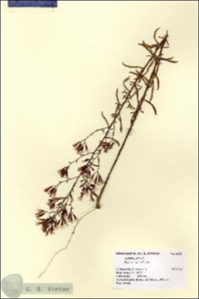 URN_catalog_HBHinton_herbarium_2125.jpg.jpg