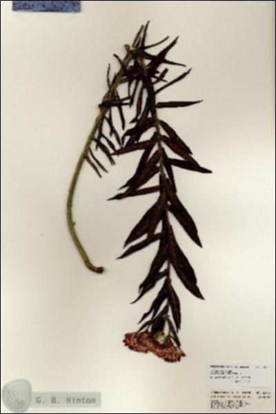 URN_catalog_HBHinton_herbarium_22903.jpg.jpg