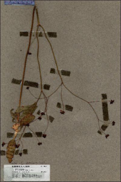 URN_catalog_HBHinton_herbarium_19830.jpg.jpg