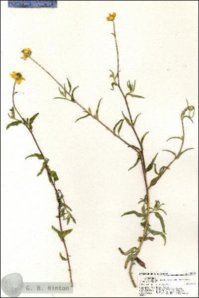 URN_catalog_HBHinton_herbarium_20400.jpg.jpg
