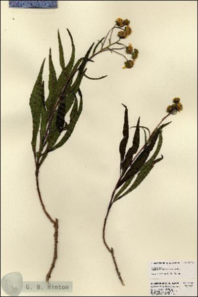 URN_catalog_HBHinton_herbarium_23443.jpg.jpg