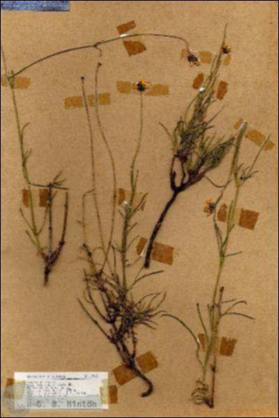 URN_catalog_HBHinton_herbarium_19018.jpg.jpg