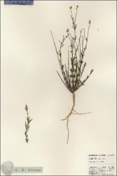 URN_catalog_HBHinton_herbarium_23863.jpg.jpg