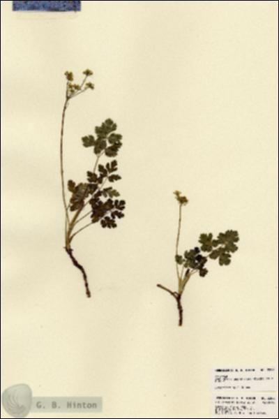URN_catalog_HBHinton_herbarium_22843.jpg.jpg