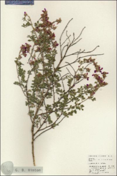 URN_catalog_HBHinton_herbarium_25687.jpg.jpg