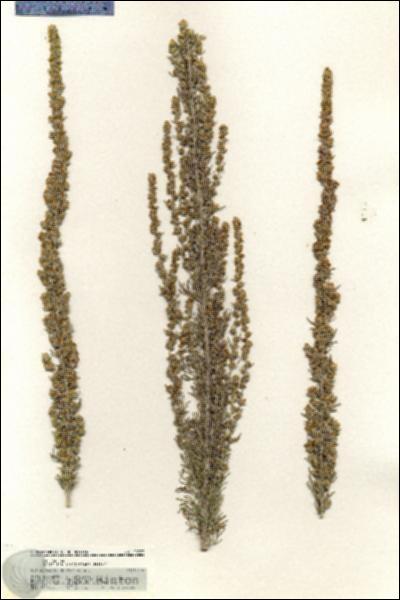 URN_catalog_HBHinton_herbarium_20763.jpg.jpg