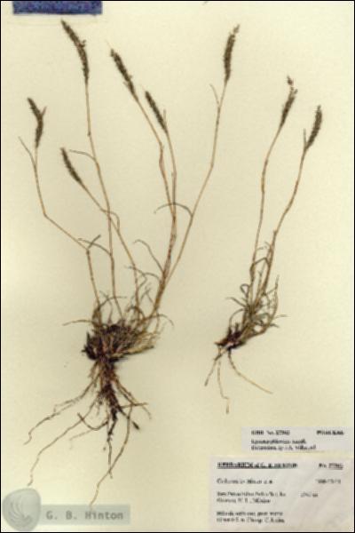 URN_catalog_HBHinton_herbarium_27303.jpg.jpg