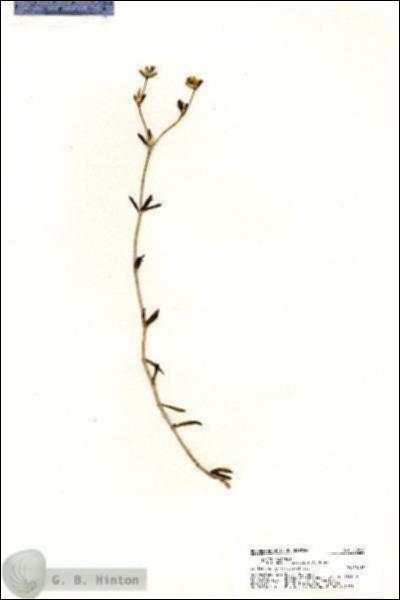 URN_catalog_HBHinton_herbarium_20816.jpg.jpg