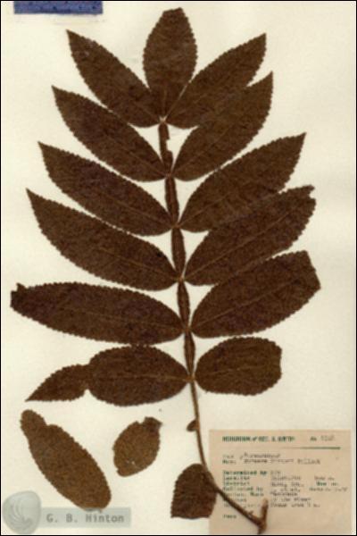 URN_catalog_HBHinton_herbarium_9108.jpg.jpg