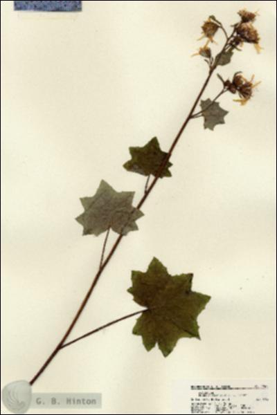URN_catalog_HBHinton_herbarium_22585.jpg.jpg