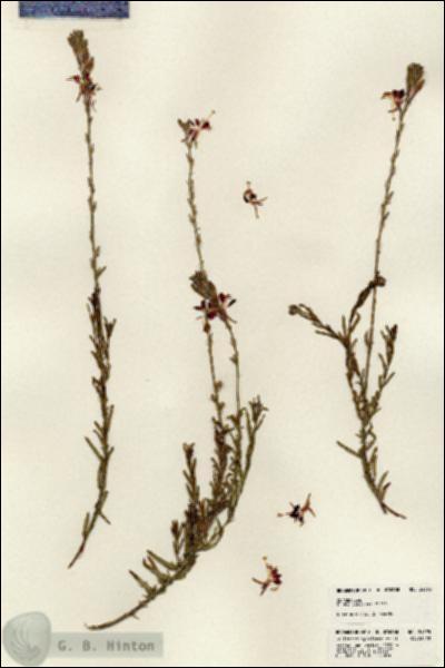 URN_catalog_HBHinton_herbarium_24395.jpg.jpg