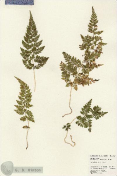URN_catalog_HBHinton_herbarium_24024.jpg.jpg