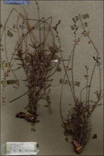 URN_catalog_HBHinton_herbarium_18169.jpg.jpg