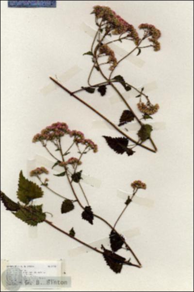 URN_catalog_HBHinton_herbarium_19238.jpg.jpg