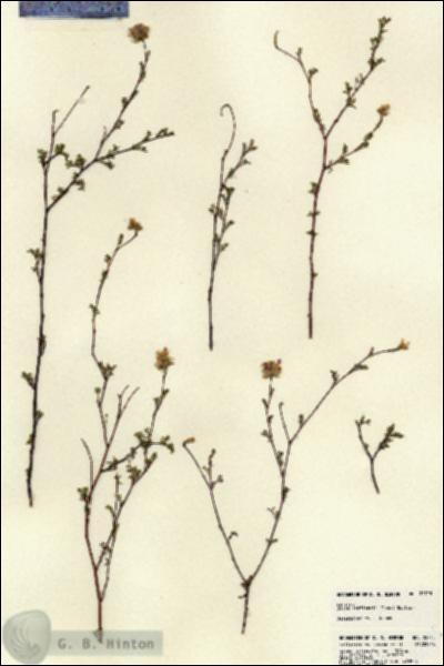 URN_catalog_HBHinton_herbarium_22715.jpg.jpg