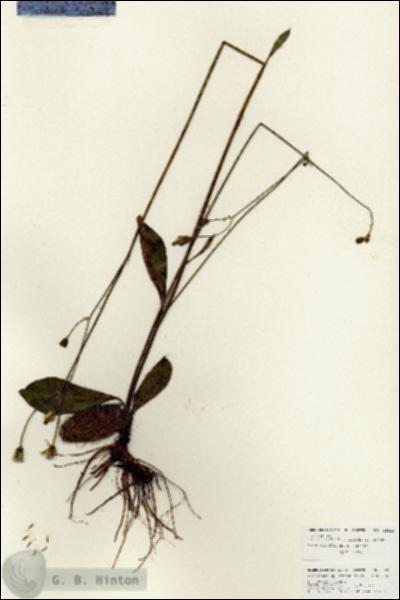 URN_catalog_HBHinton_herbarium_25926.jpg.jpg