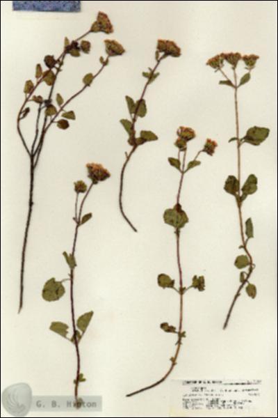 URN_catalog_HBHinton_herbarium_21197.jpg.jpg