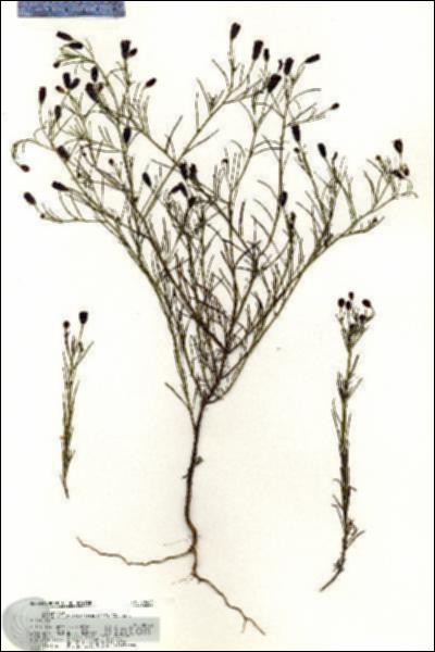 URN_catalog_HBHinton_herbarium_20485.jpg.jpg