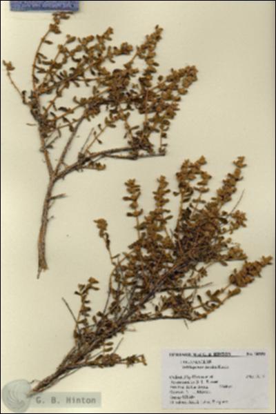 URN_catalog_HBHinton_herbarium_18559.jpg.jpg