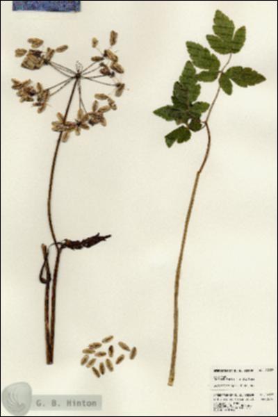 URN_catalog_HBHinton_herbarium_24337.jpg.jpg
