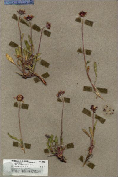 URN_catalog_HBHinton_herbarium_19832.jpg.jpg