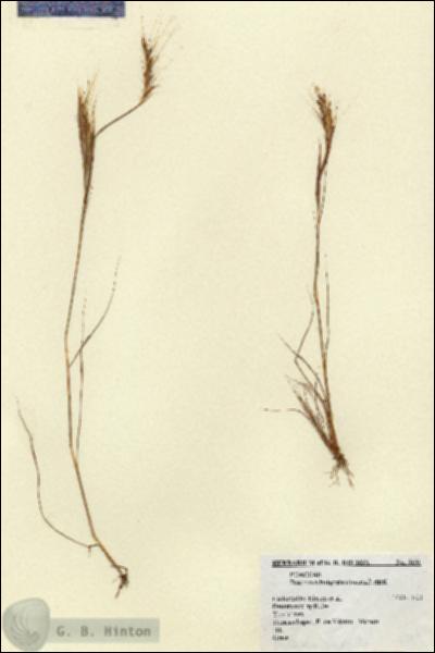 URN_catalog_HBHinton_herbarium_5161.jpg.jpg