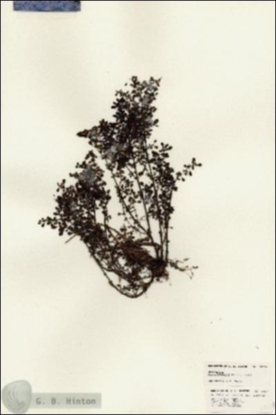 URN_catalog_HBHinton_herbarium_24684.jpg.jpg