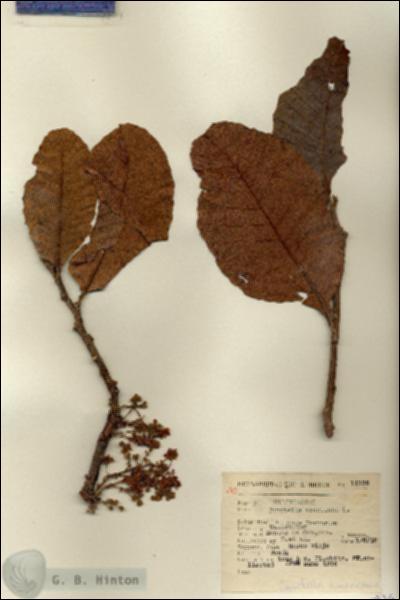 URN_catalog_HBHinton_herbarium_11736.jpg.jpg