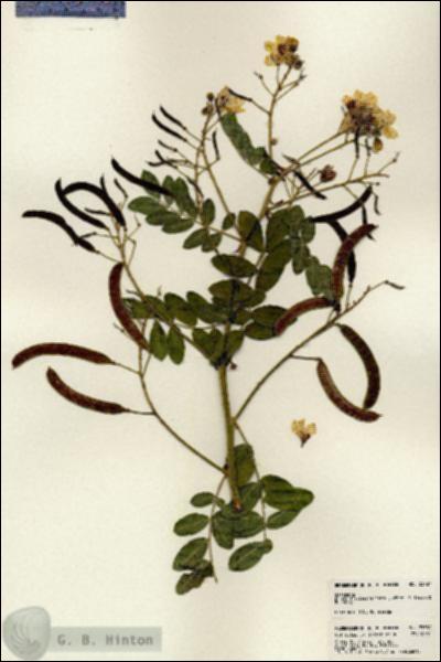 URN_catalog_HBHinton_herbarium_23787.jpg.jpg