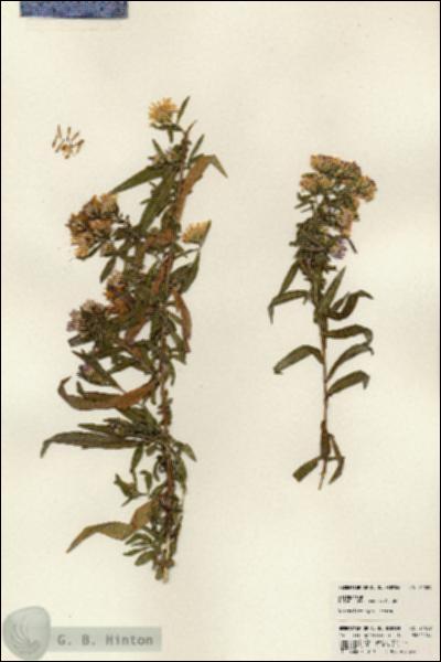 URN_catalog_HBHinton_herbarium_24009.jpg.jpg