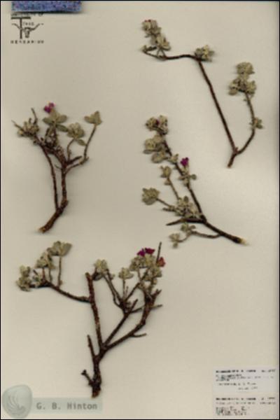 URN_catalog_HBHinton_herbarium_25787.jpg.jpg