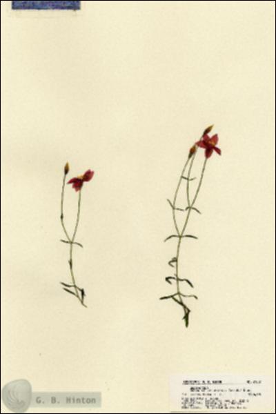 URN_catalog_HBHinton_herbarium_21882.jpg.jpg