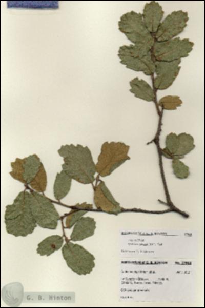 URN_catalog_HBHinton_herbarium_27968.jpg.jpg