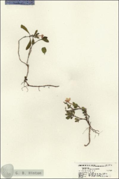 URN_catalog_HBHinton_herbarium_21416.jpg.jpg