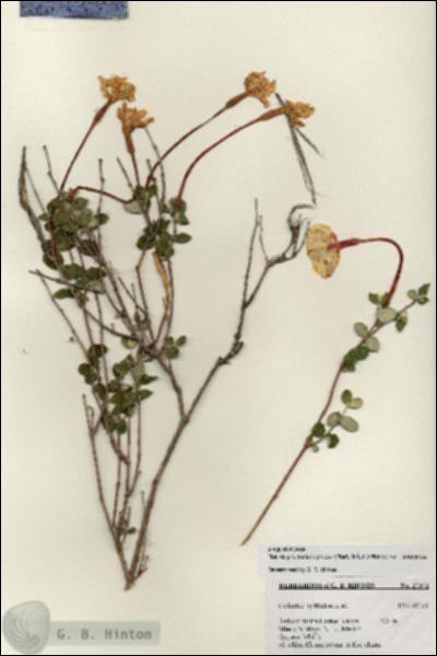 URN_catalog_HBHinton_herbarium_27371.jpg.jpg