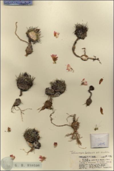 URN_catalog_HBHinton_herbarium_21805.jpg.jpg
